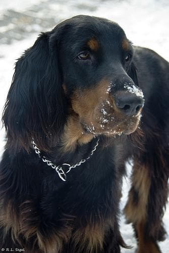 Gordon Setter