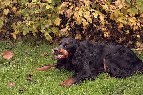 Gordon Setter