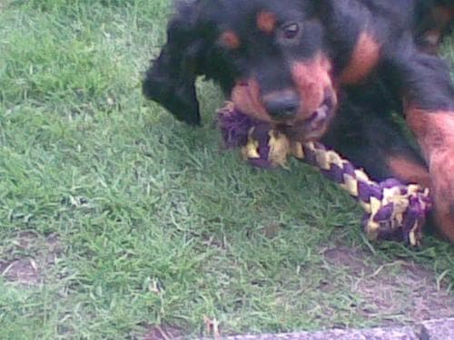 Gordon Setter
