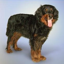 Gordon Setter