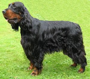 setter