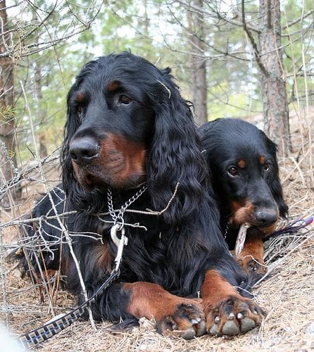 Gordon Setter