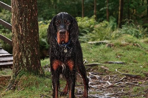 Gordon Setter