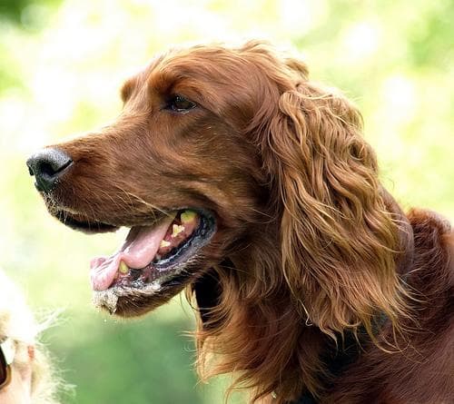 Gordon Setter