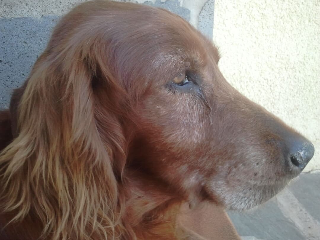 Irish Setter