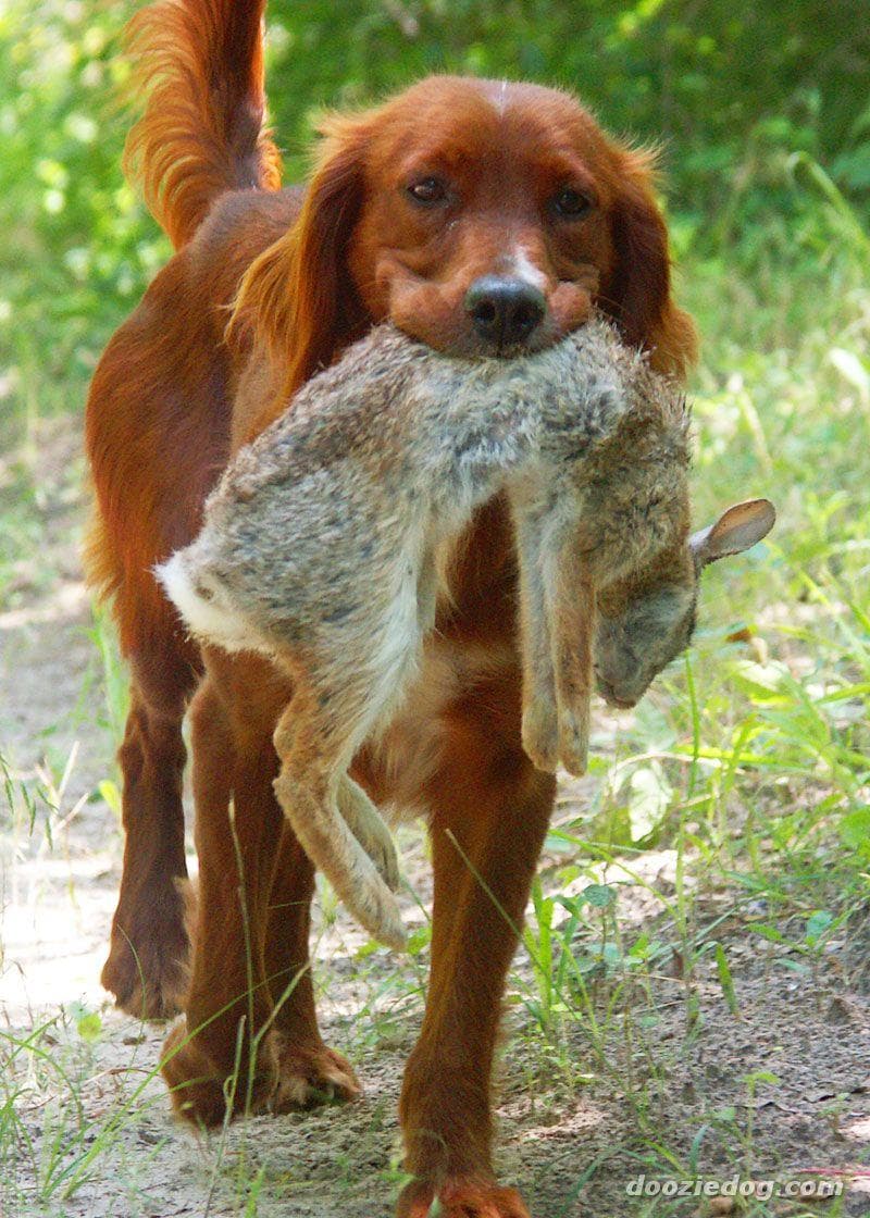 Irish Setter