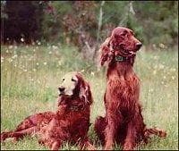 Irish Setter