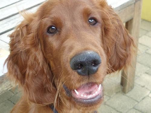 Irish Setter