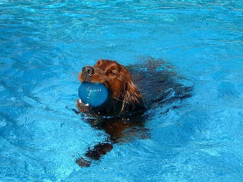 Irish Setter