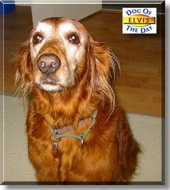 setter