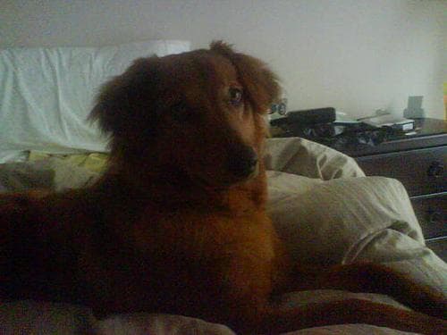 Irish Setter