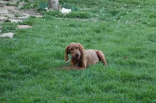 Irish Setter