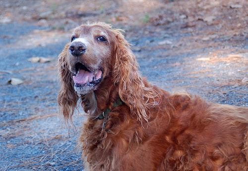 Irish Setter