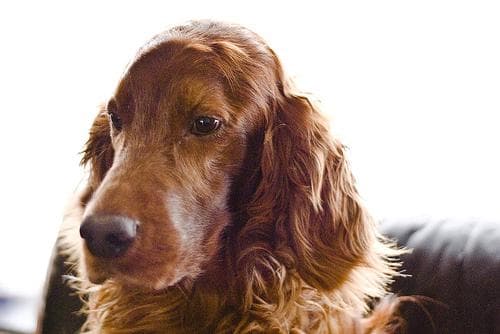 setter