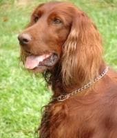 Irish Setter