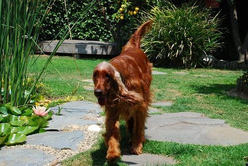 Irish Setter