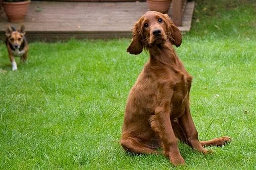 Irish Setter