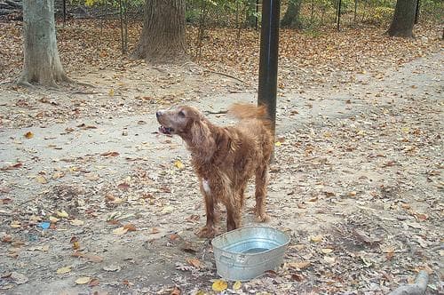 Irish Setter