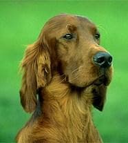 Irish Setter