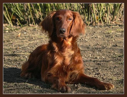 Irish Setter