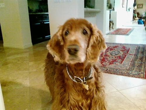 Irish Setter