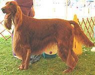 Irish Setter