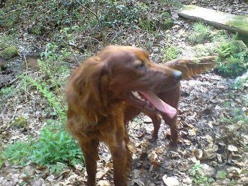 Irish Setter