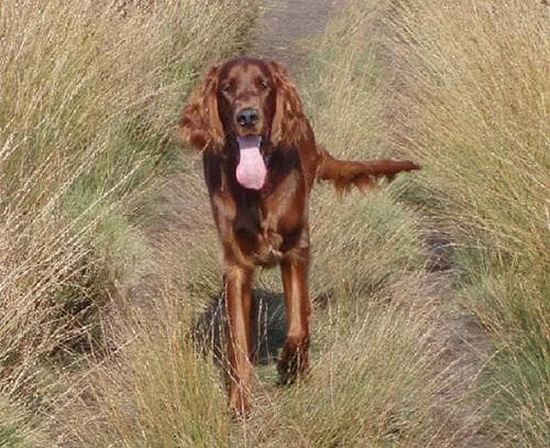 Irish Setter
