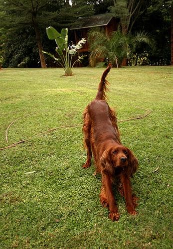 Irish Setter
