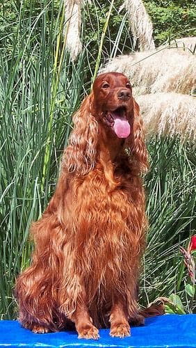 Irish Setter