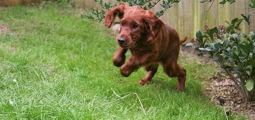 Irish Setter