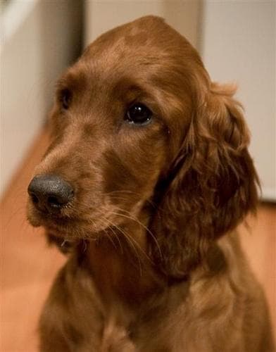 Irish Setter