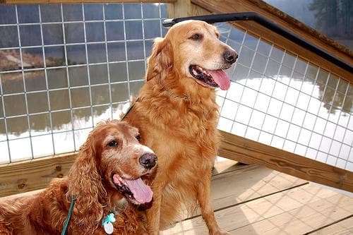 Irish Setter
