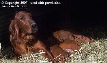 setter
