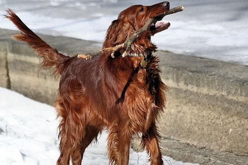 Irish Setter