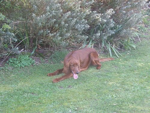 Irish Setter