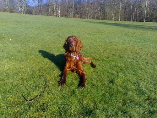 Irish Setter