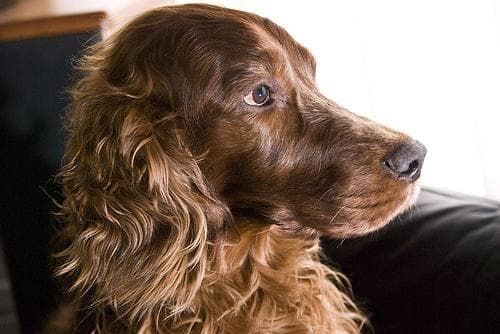 Irish Setter
