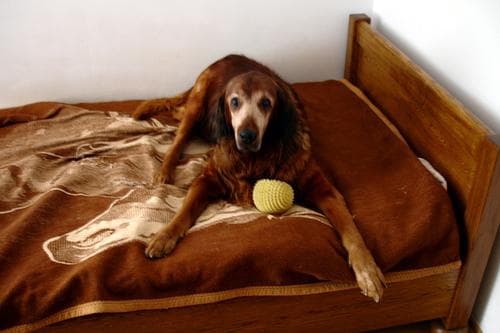 Irish Setter