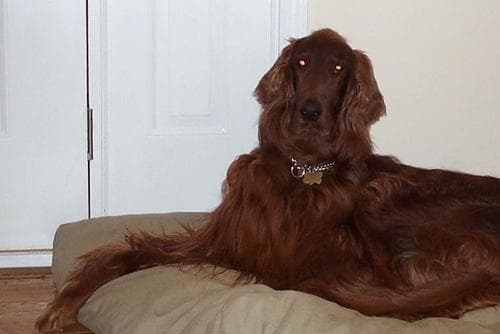 Irish Setter