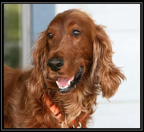 Irish Setter