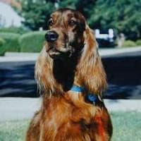 Irish Setter
