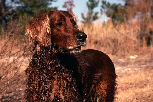 Irish Setter