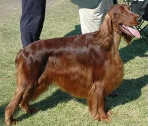 Irish Setter
