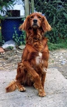 Irish Setter