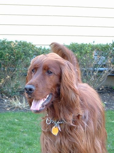 Irish Setter