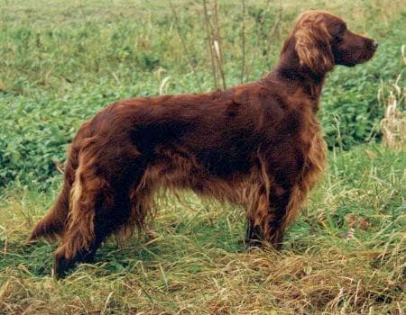 Irish Setter