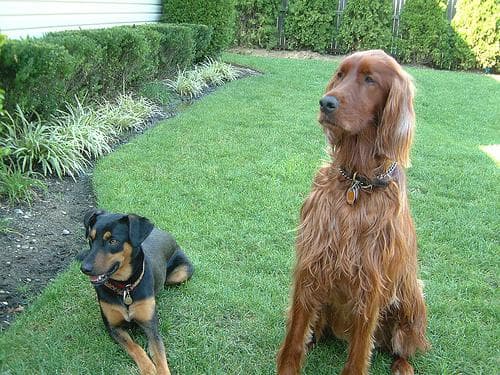 Irish Setter