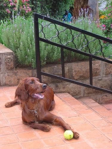 setter