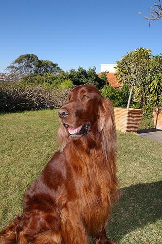 setter